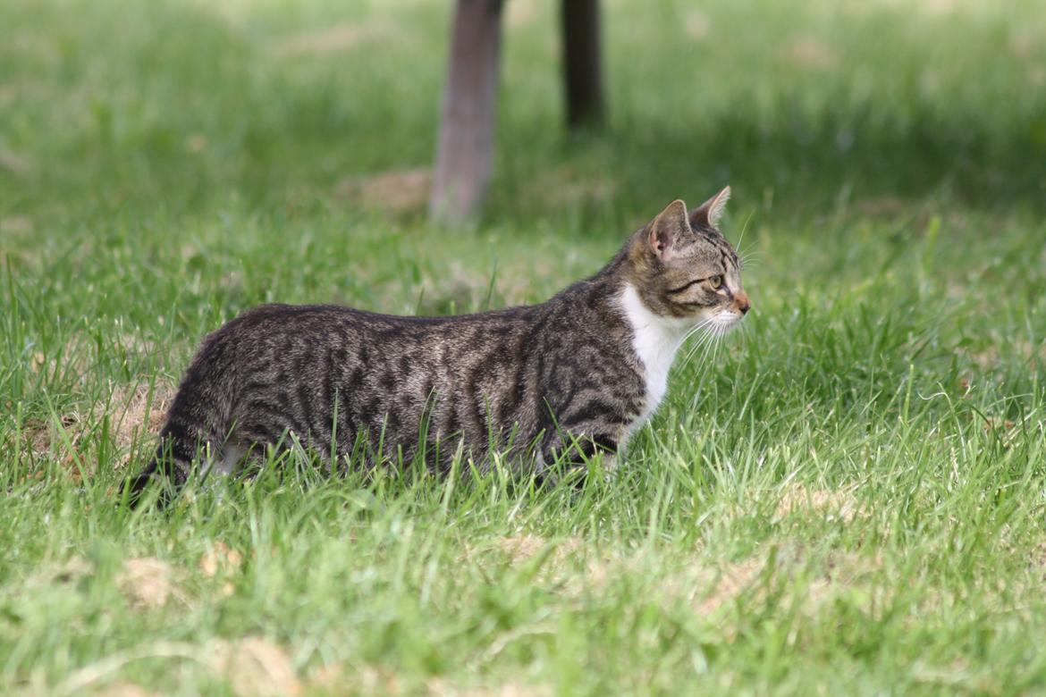 Huskat Mis billede 10