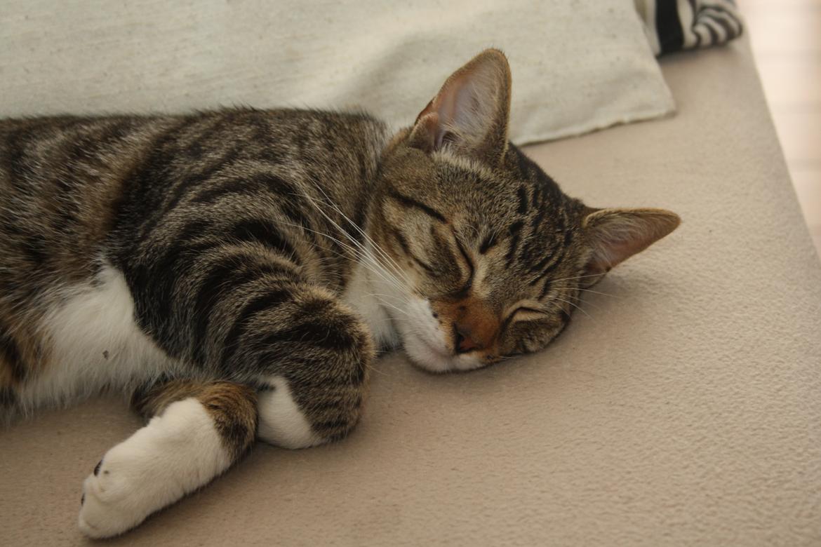 Huskat Mis billede 2