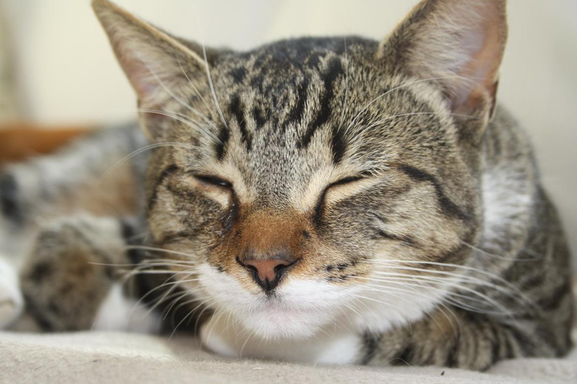 Huskat Mis billede 3