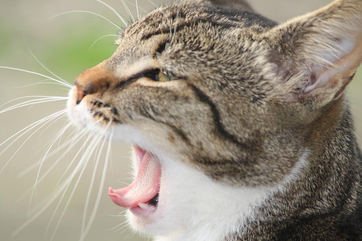 Huskat Mis billede 11