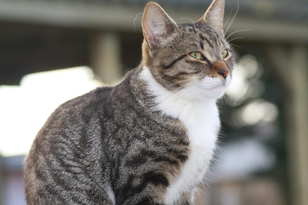 Huskat Mis billede 6