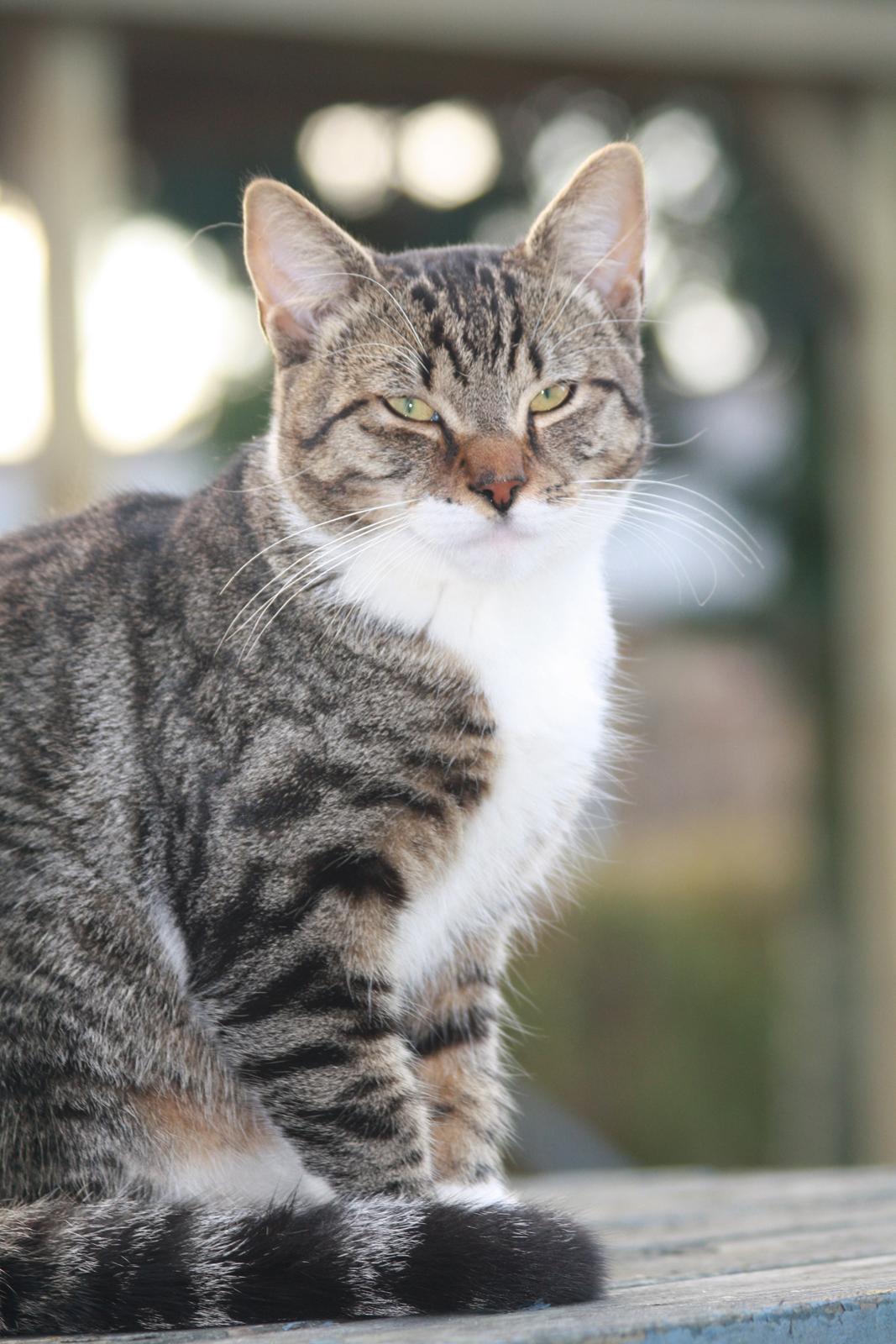 Huskat Mis billede 12