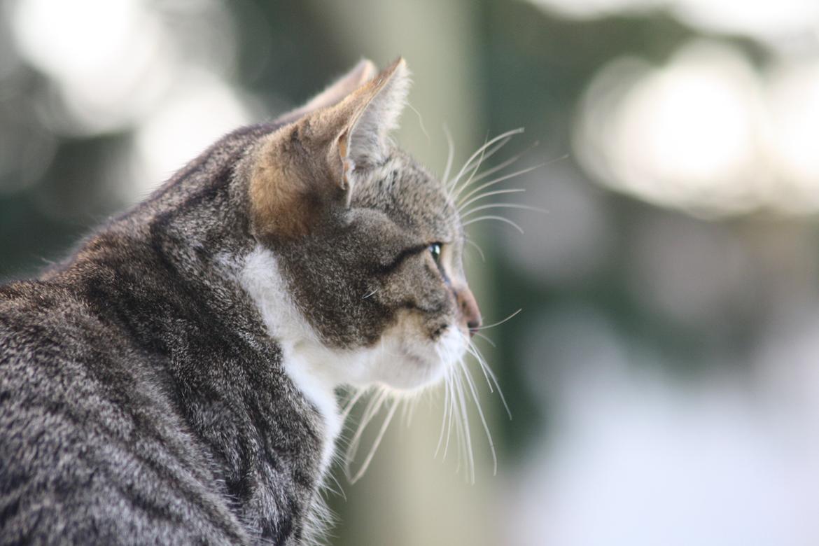 Huskat Mis billede 1