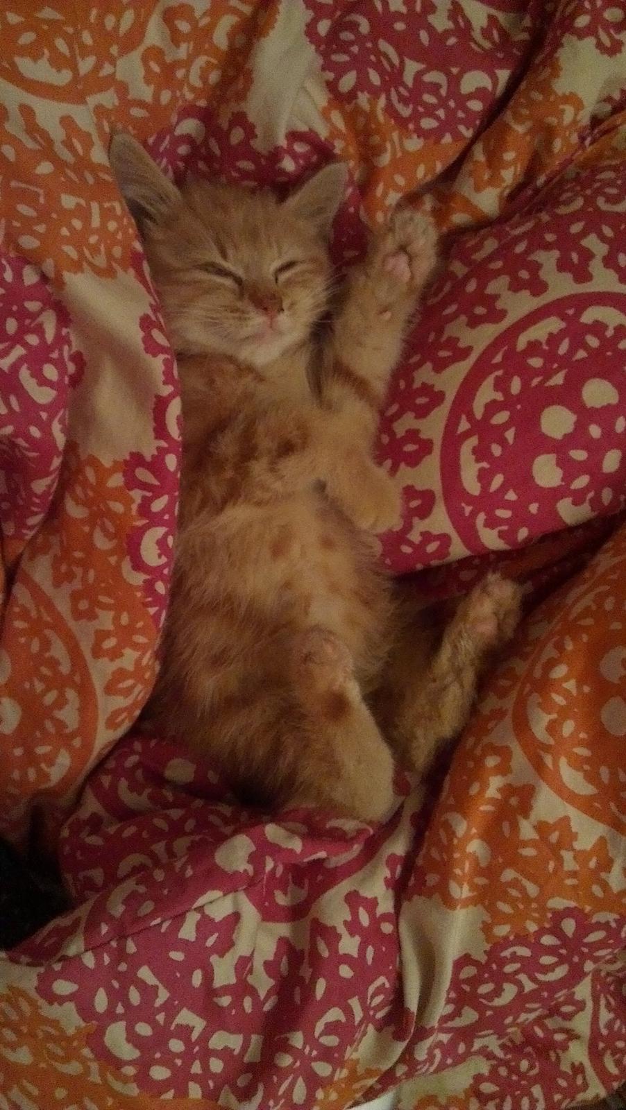 Blanding af racer Kido billede 9