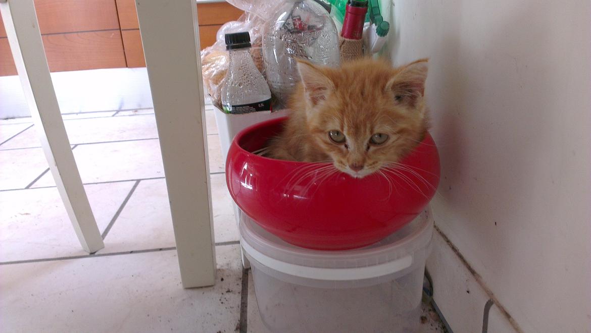 Blanding af racer Kido billede 8