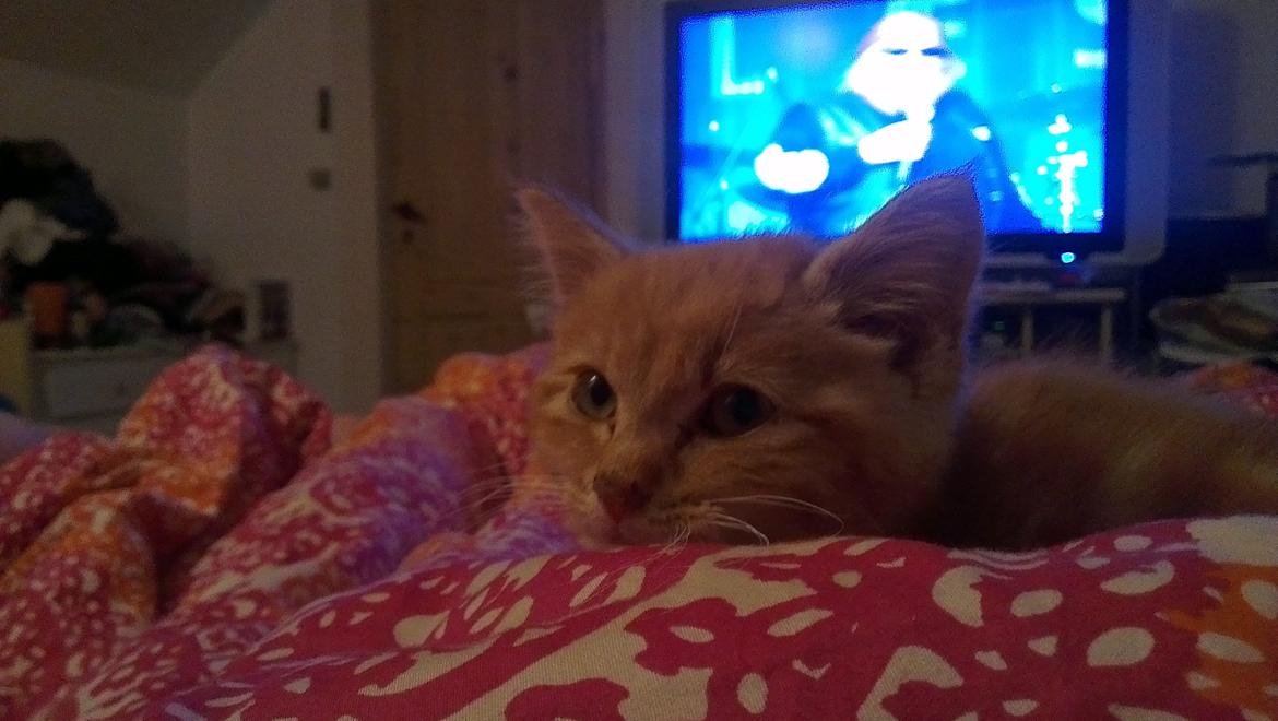 Blanding af racer Kido billede 6