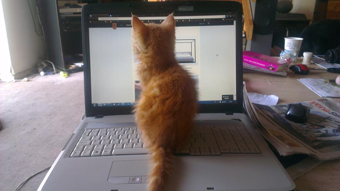 Blanding af racer Kido billede 5