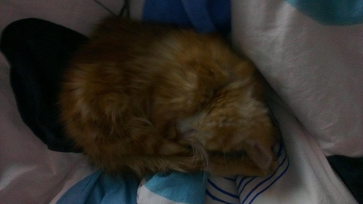 Blanding af racer Kido billede 4