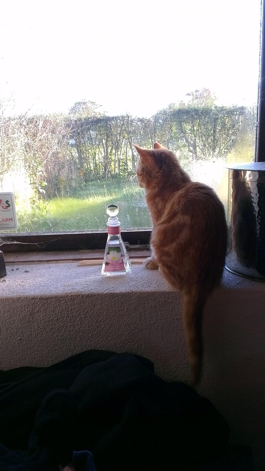 Blanding af racer Kido billede 3