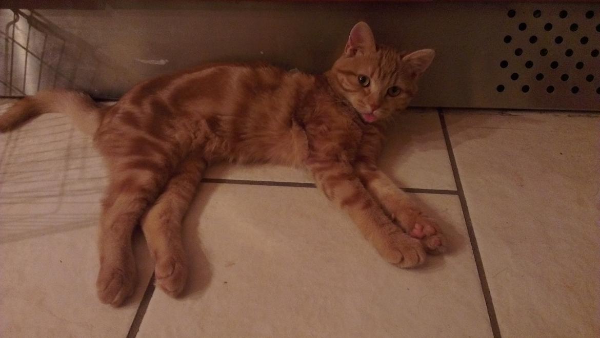 Blanding af racer Kido billede 2