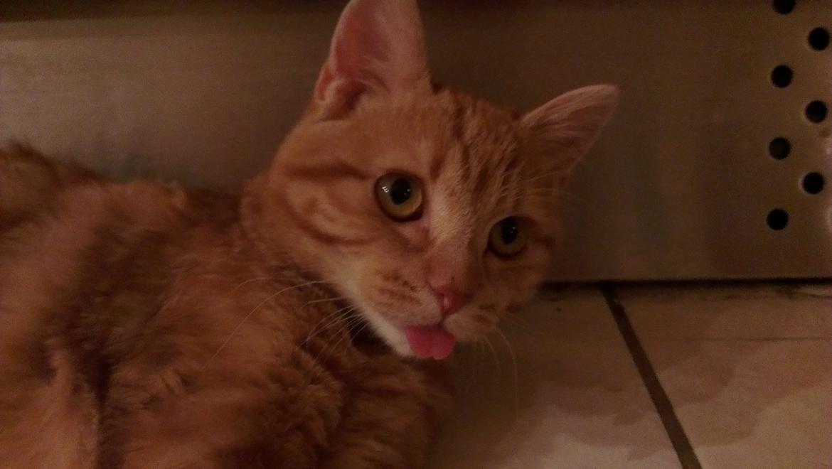 Blanding af racer Kido billede 1