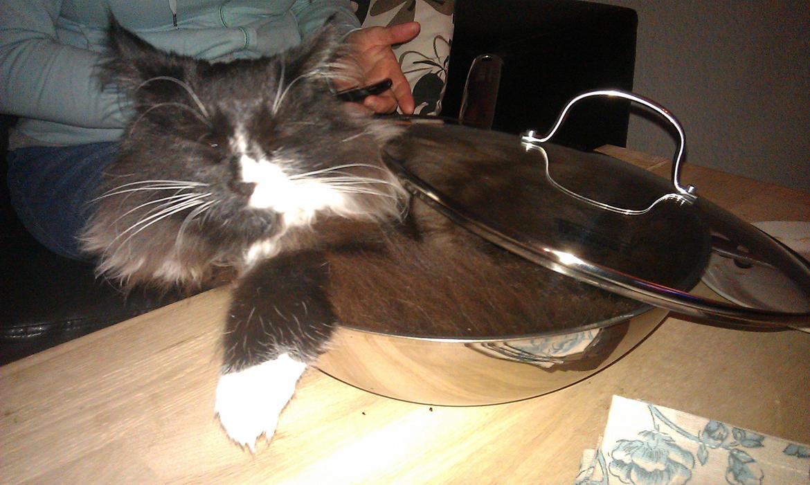 Norsk Skovkat Soya - puttycat a la carte..  billede 12