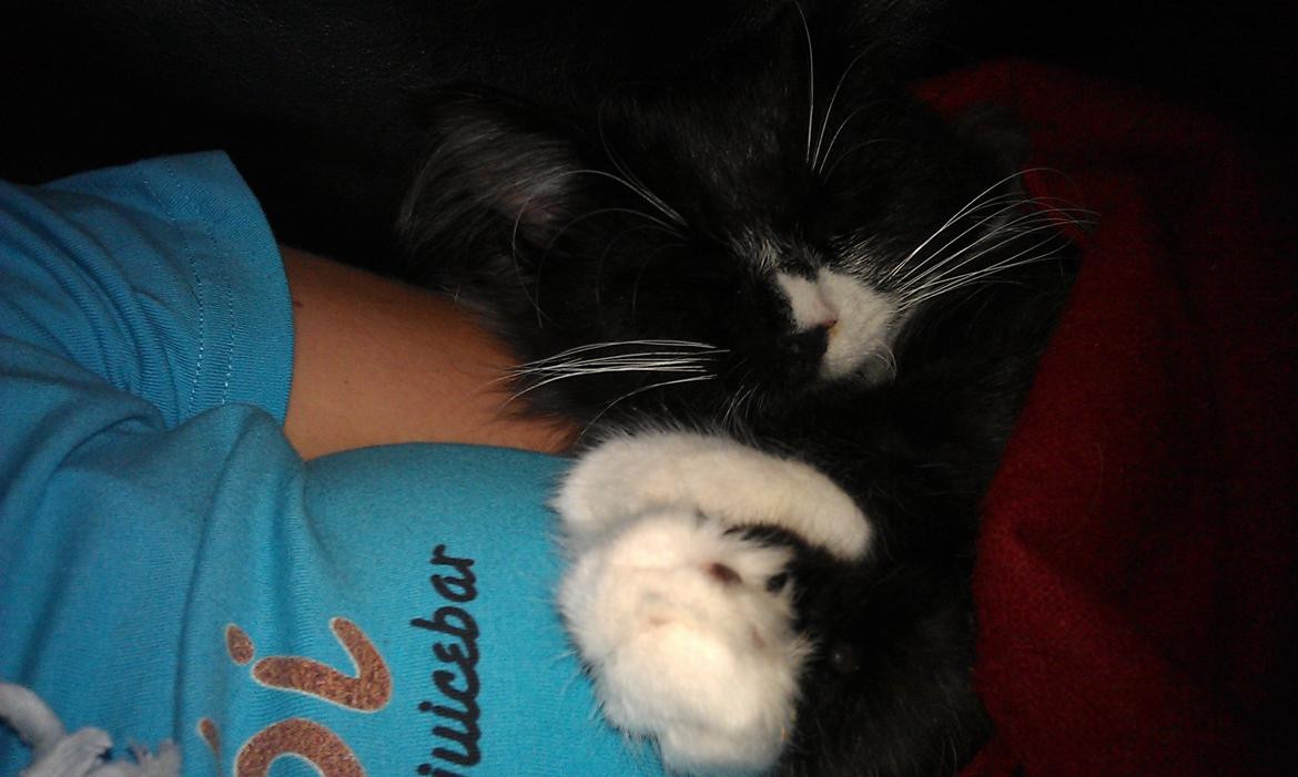 Norsk Skovkat Soya billede 13