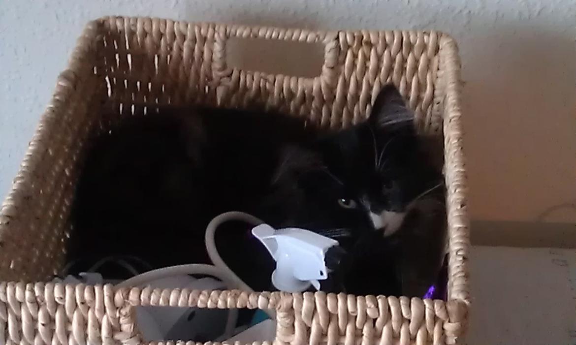 Norsk Skovkat Soya - Verdens bedste kurv billede 14