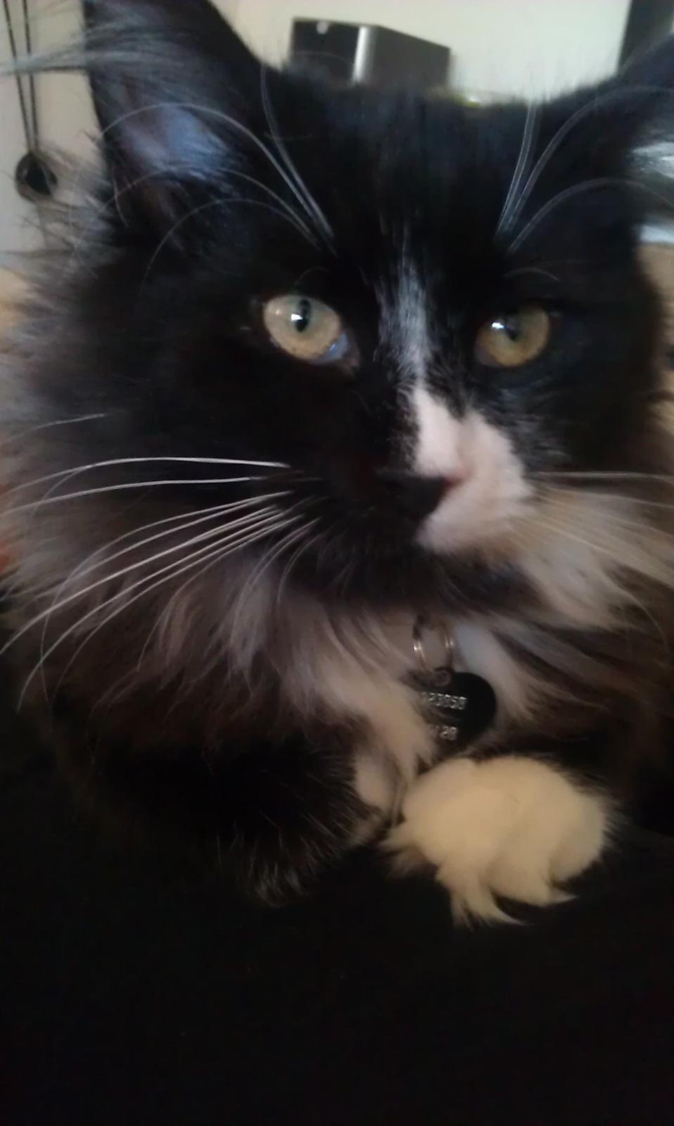 Norsk Skovkat Soya billede 15