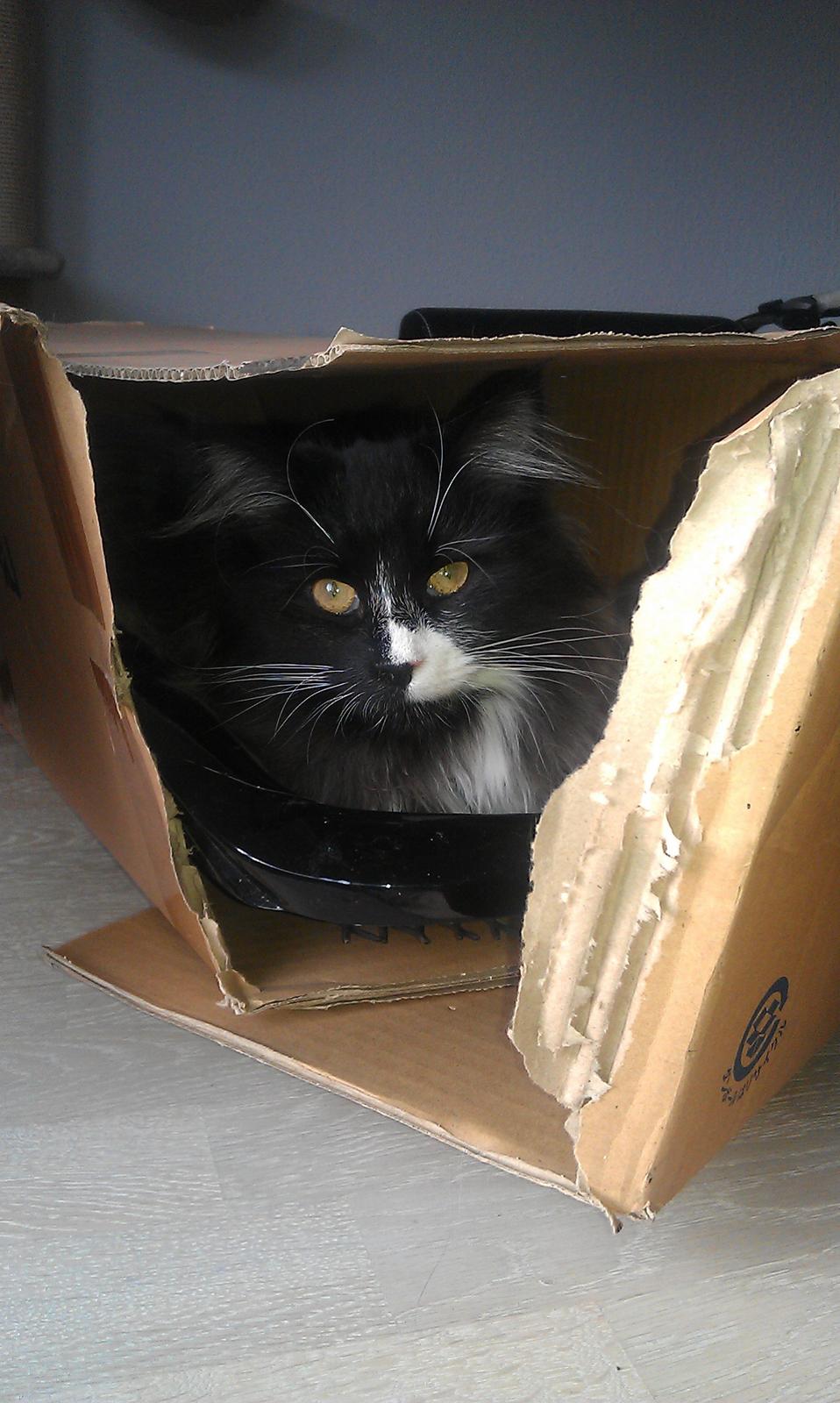 Norsk Skovkat Soya billede 18