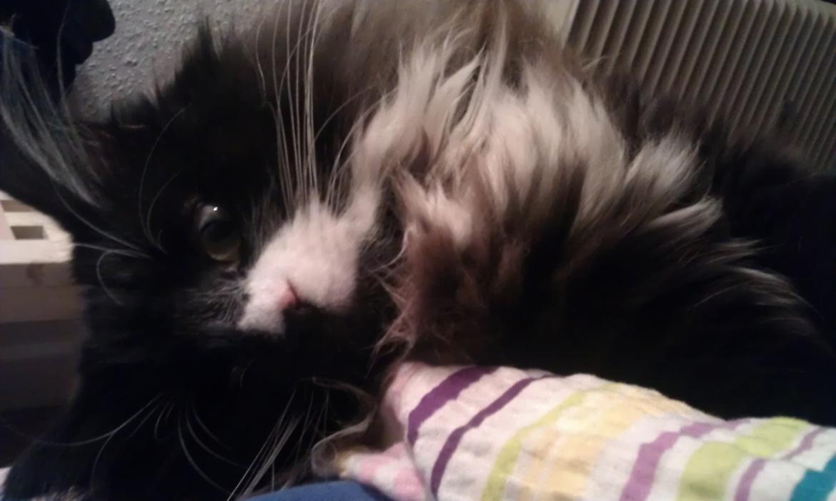Norsk Skovkat Soya - Elsker at sove i arm billede 19