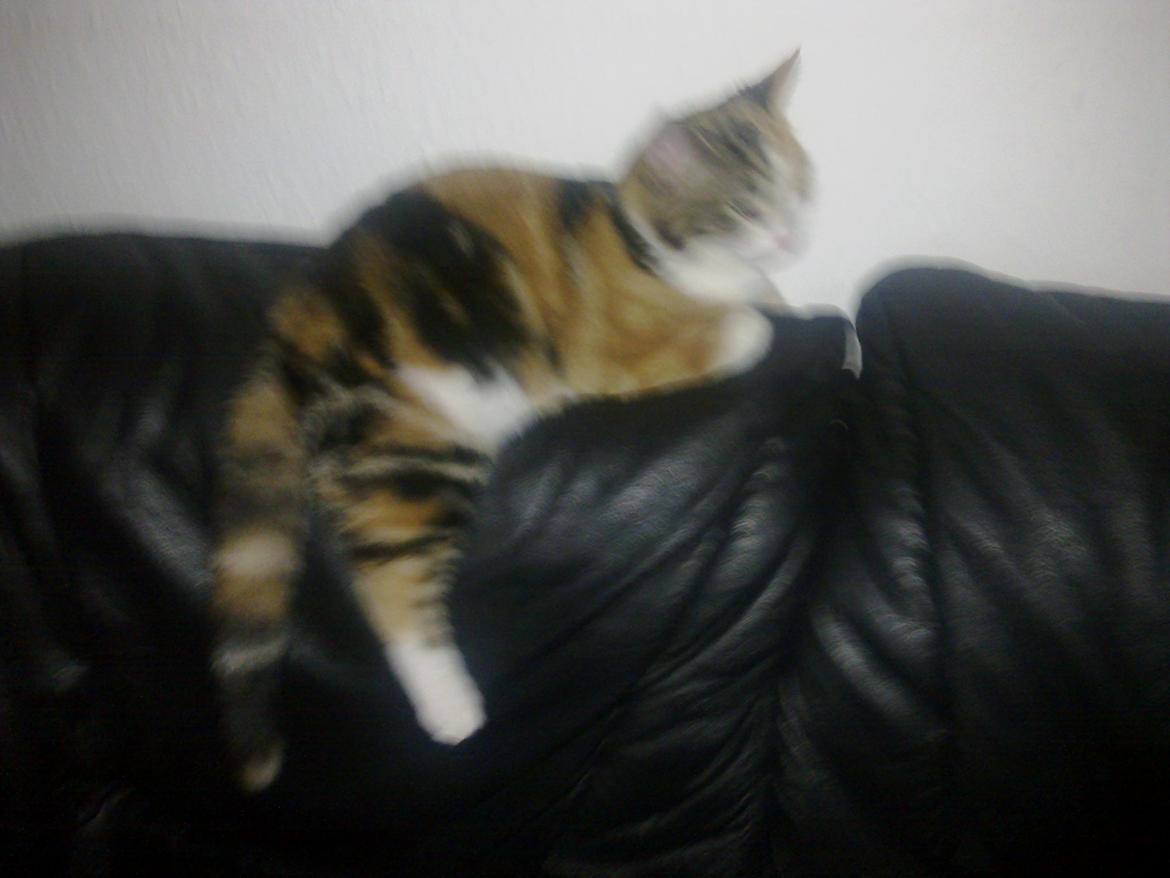 Huskat Miis billede 1