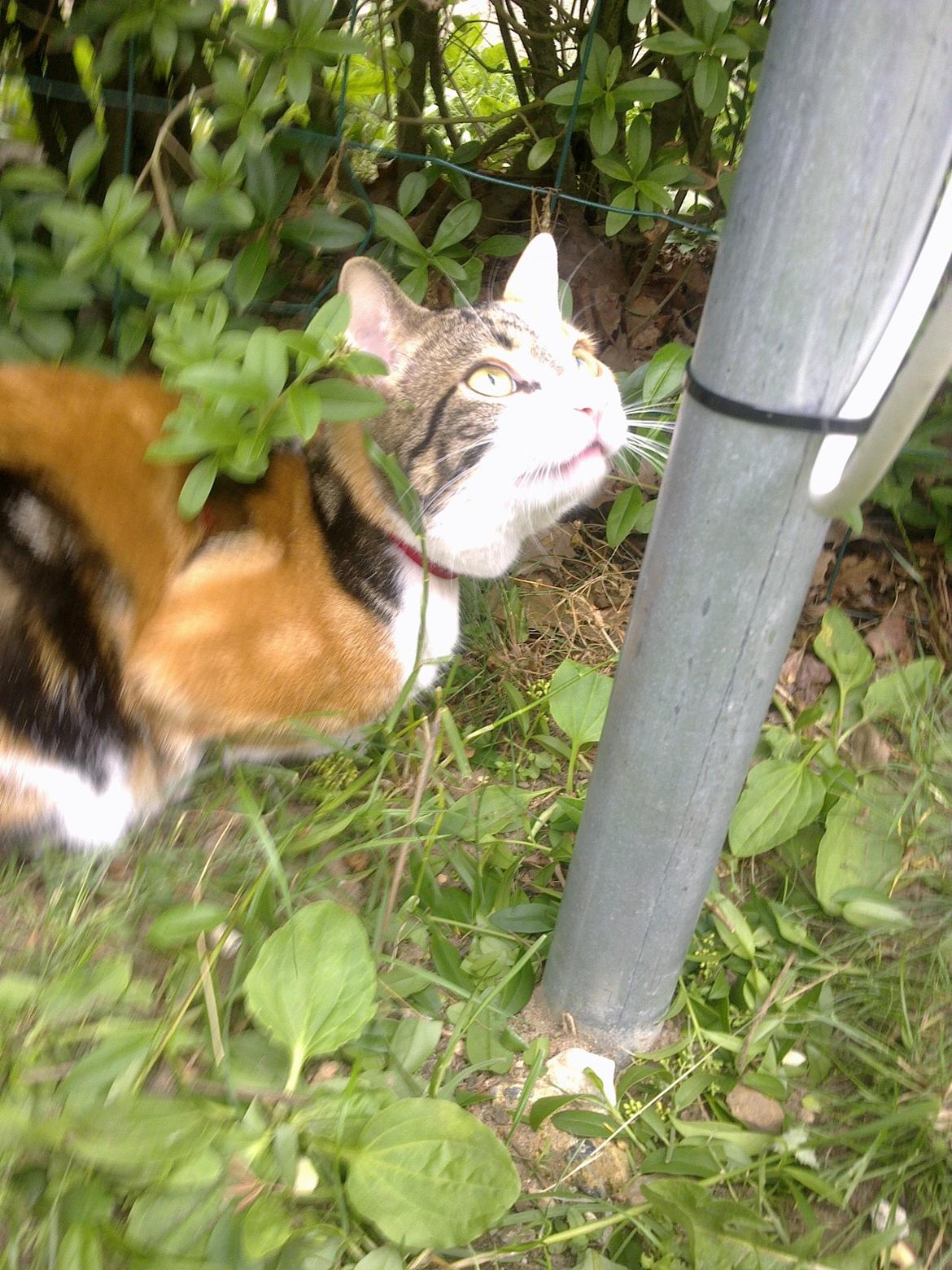 Huskat Miis billede 2