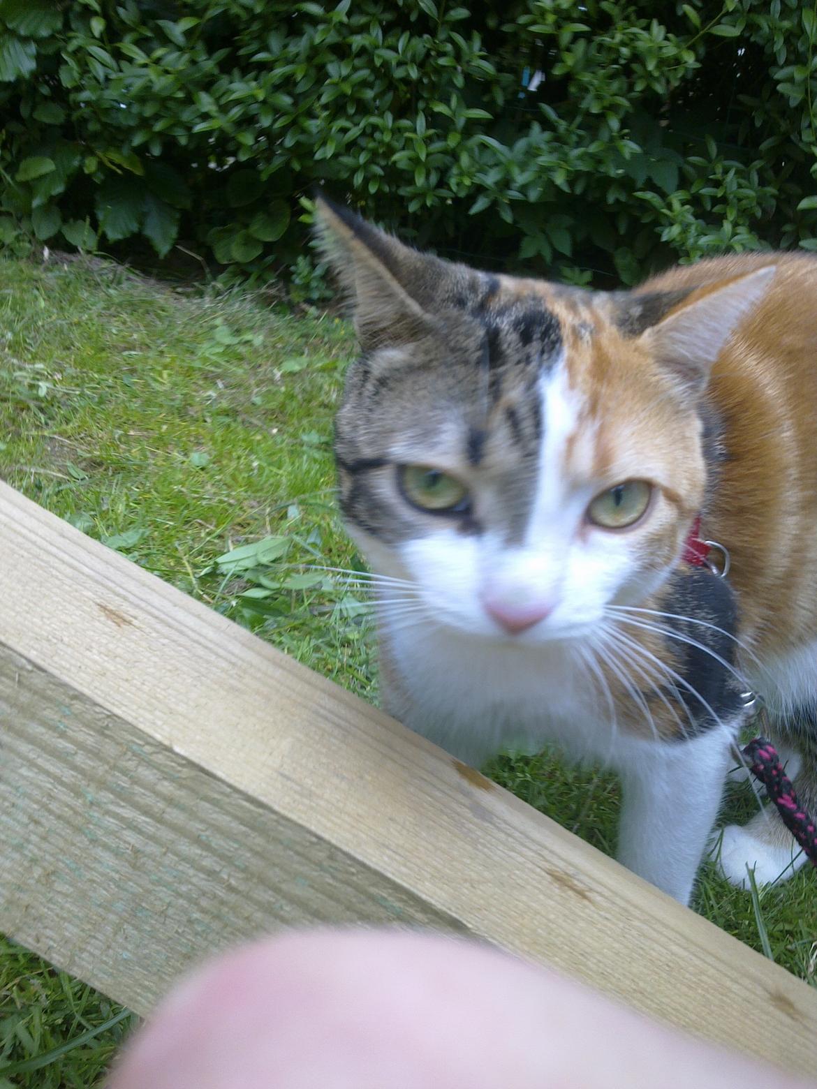 Huskat Miis billede 3