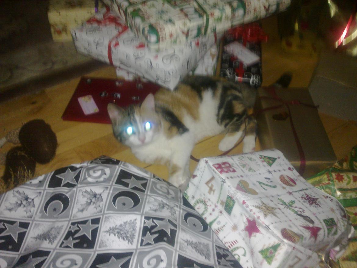 Huskat Miis - Min første juleaften billede 4