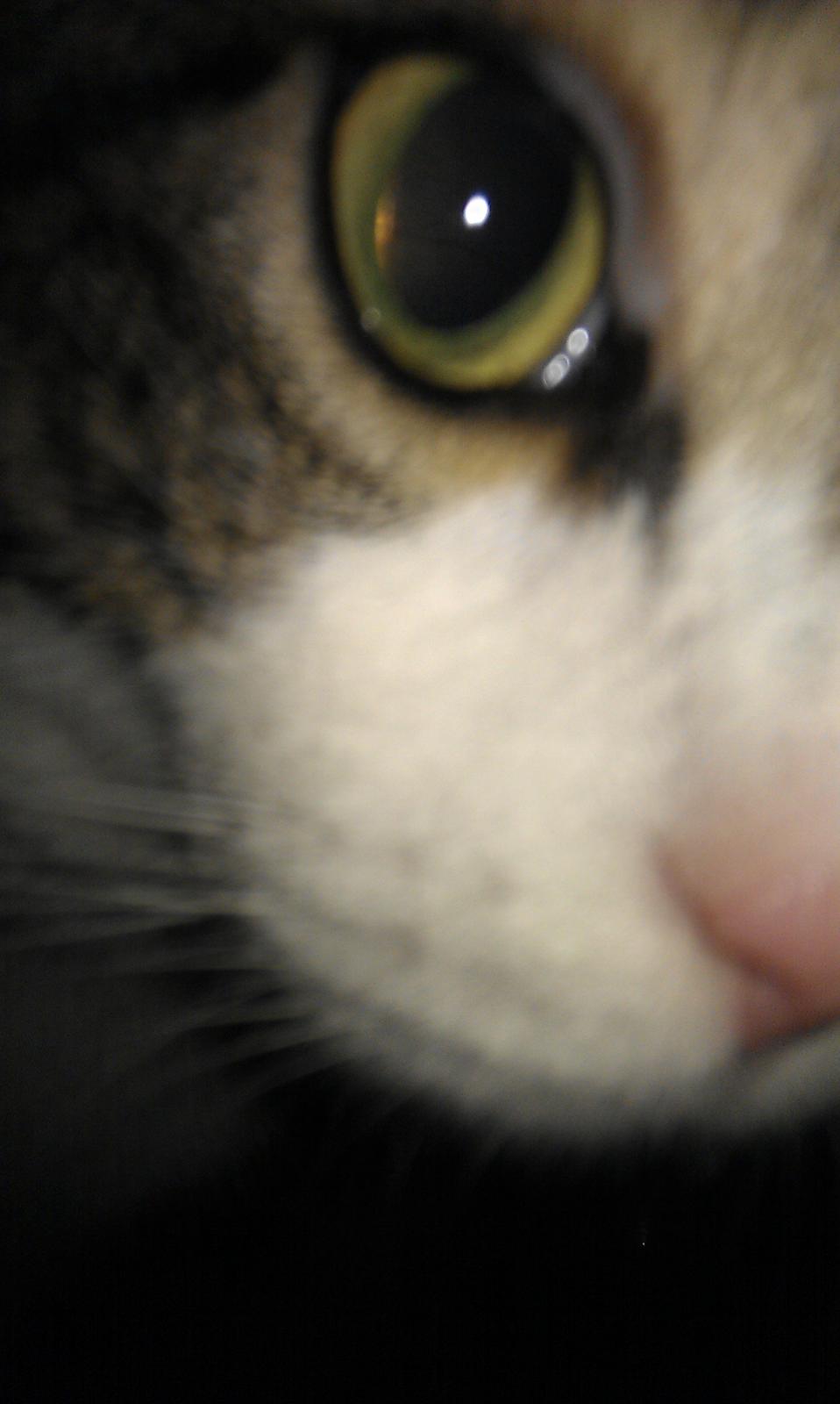 Huskat Miis billede 5