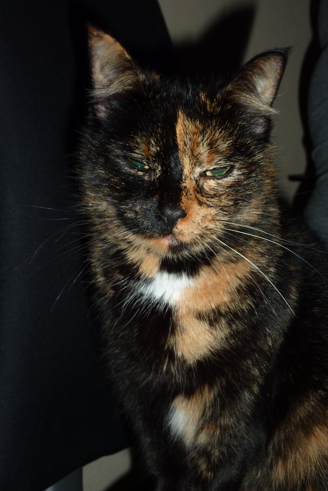 Huskat | Cordula billede 7