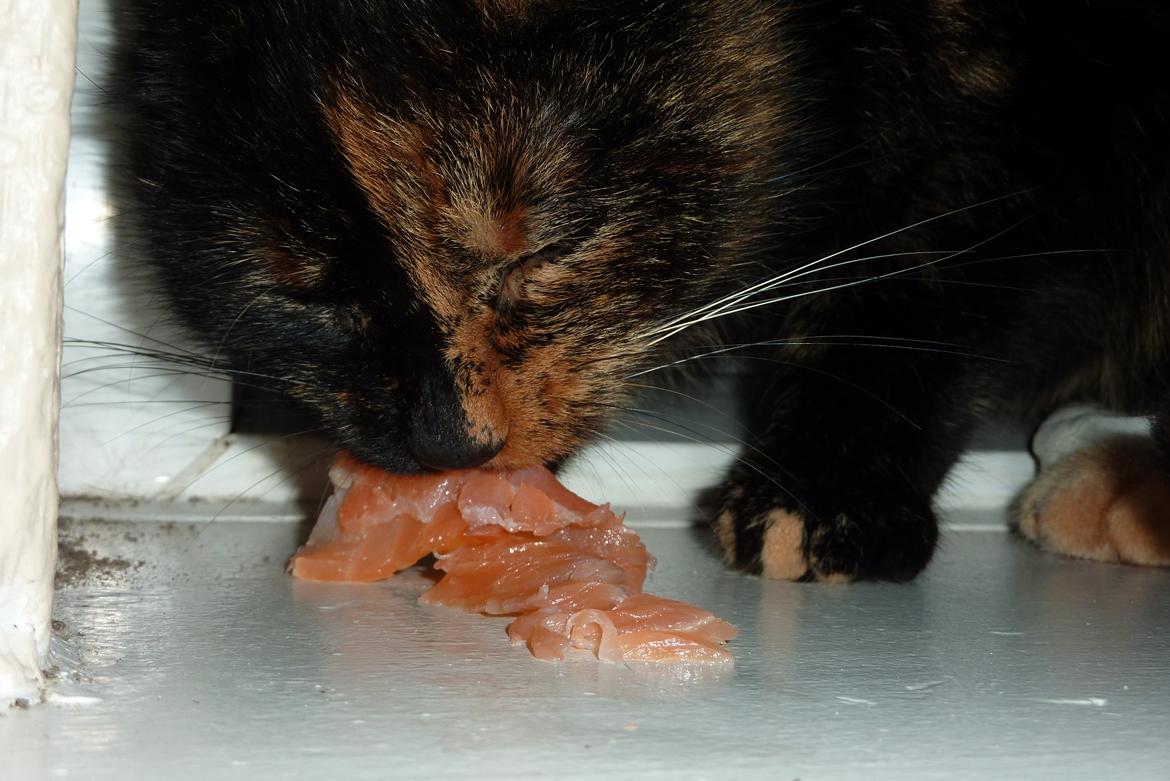 Huskat | Cordula billede 8