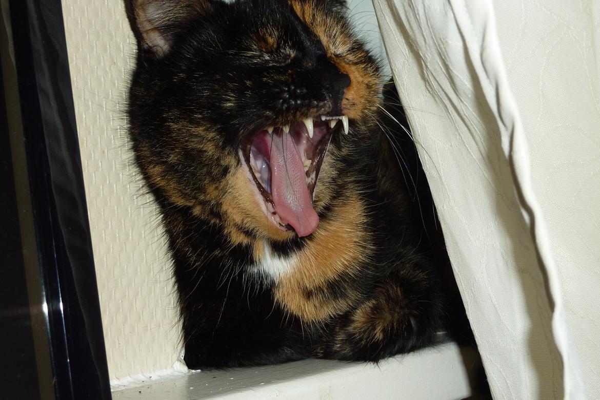 Huskat | Cordula billede 9