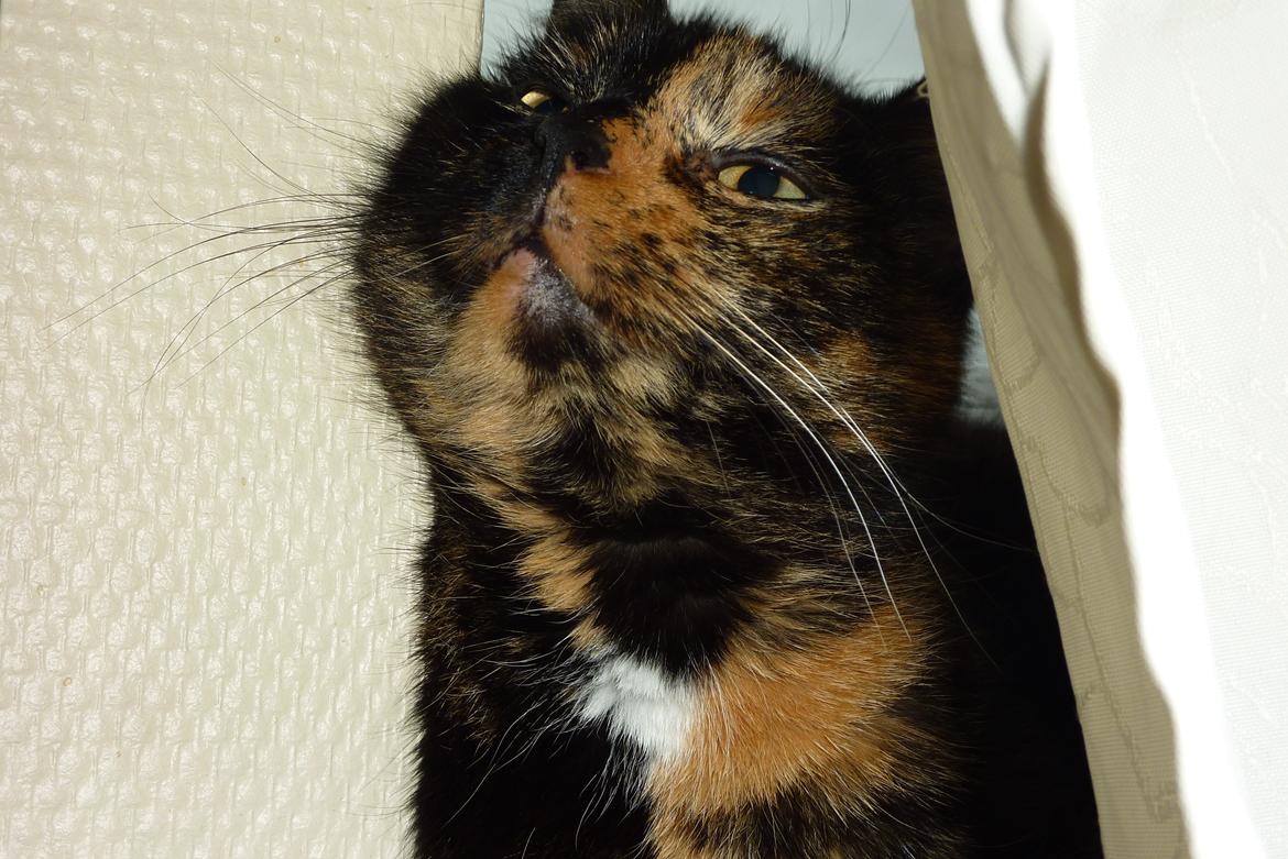 Huskat | Cordula billede 10