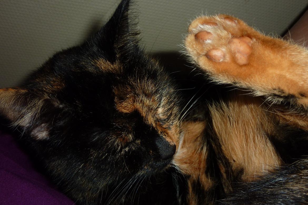 Huskat | Cordula billede 11