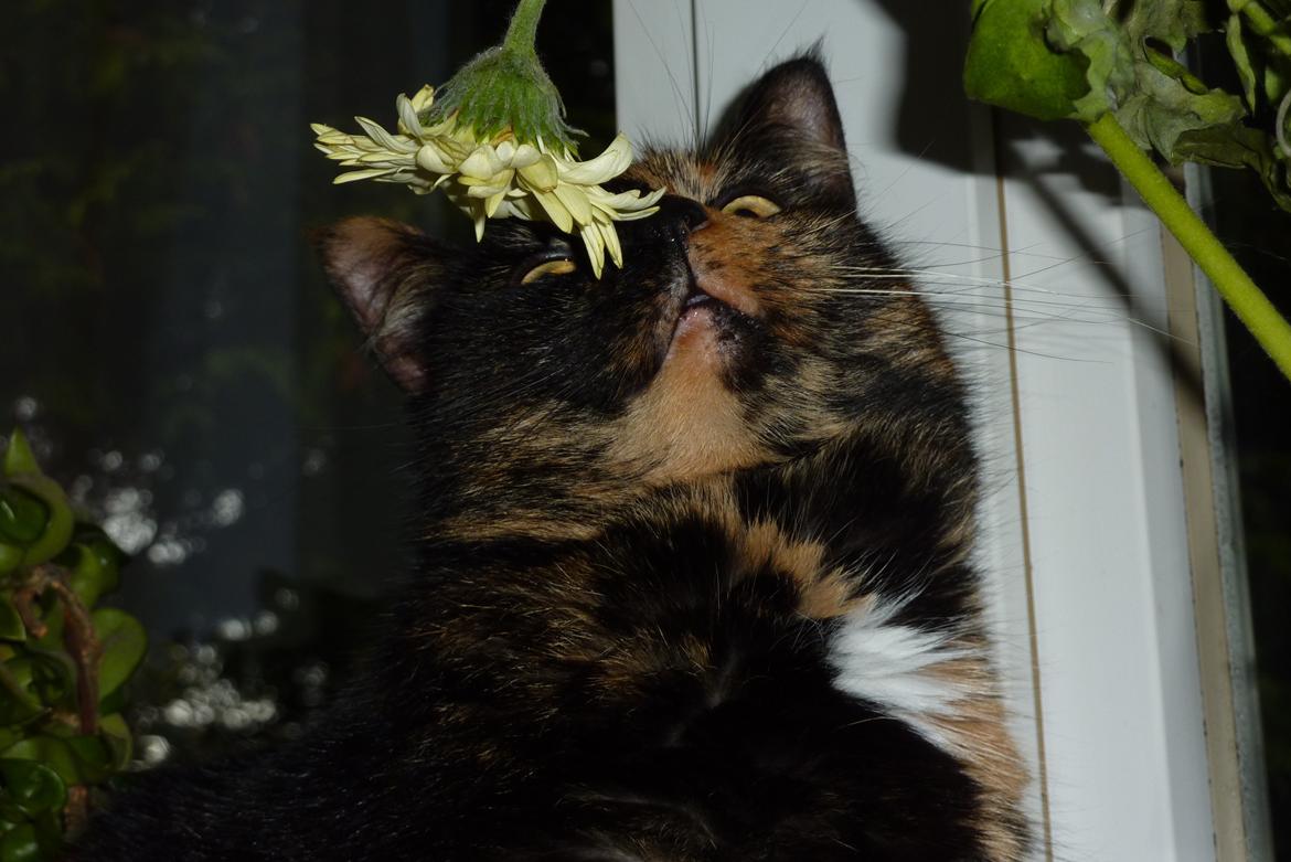 Huskat | Cordula billede 2