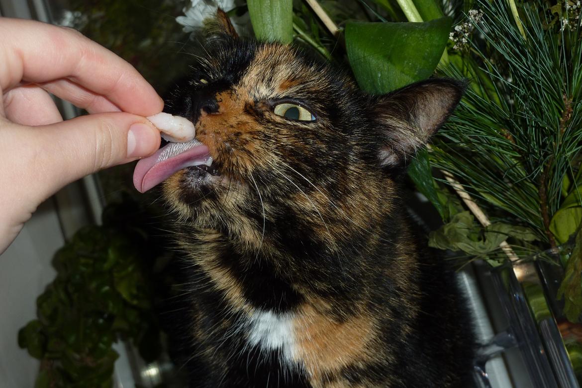 Huskat | Cordula billede 12