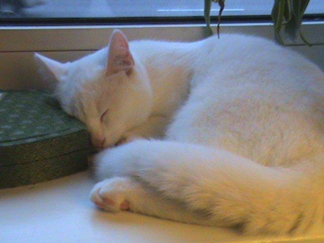 Huskat Ozzy - Den sovende skønhed. billede 10