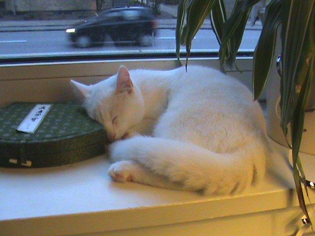 Huskat Ozzy billede 11