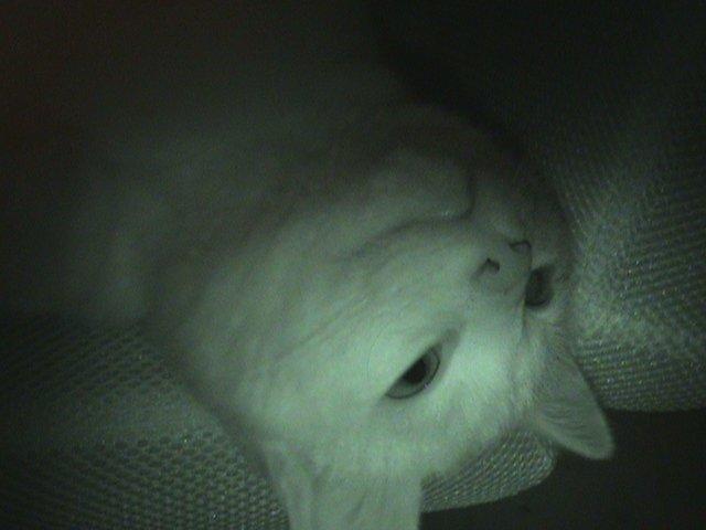 Huskat Ozzy - Potterne op, og hovedet nedde... Verden er underlig :) billede 12