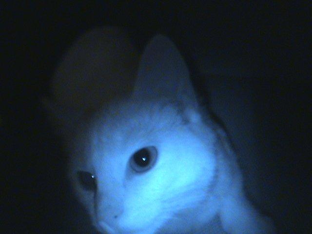 Huskat Ozzy billede 13