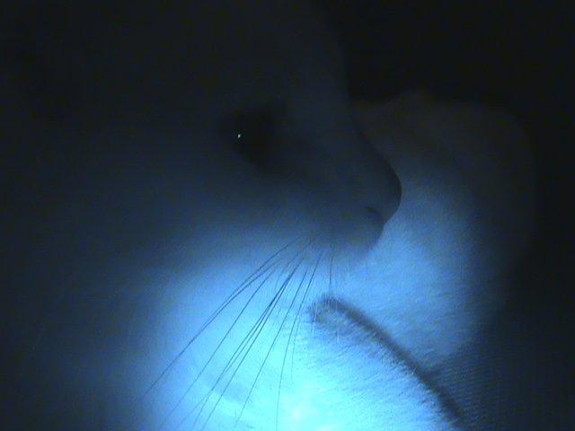 Huskat Ozzy billede 14