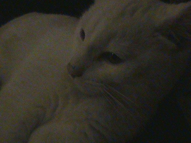 Huskat Ozzy billede 15