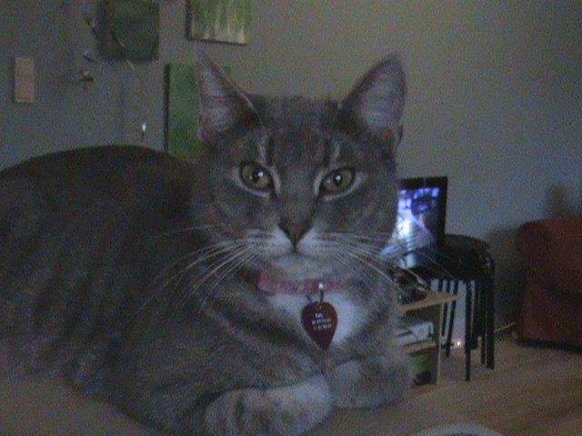 Blanding af racer Kitty billede 13