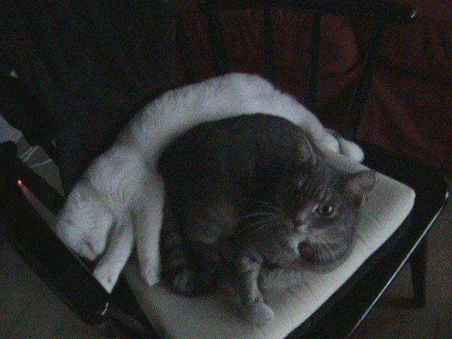 Blanding af racer Kitty billede 14