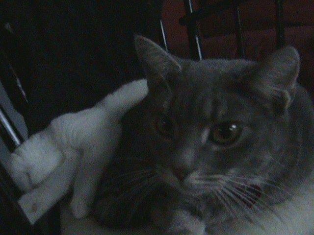 Blanding af racer Kitty - Man er blevet så glad for sin bror, at man nu sover middagslur med ham. billede 15