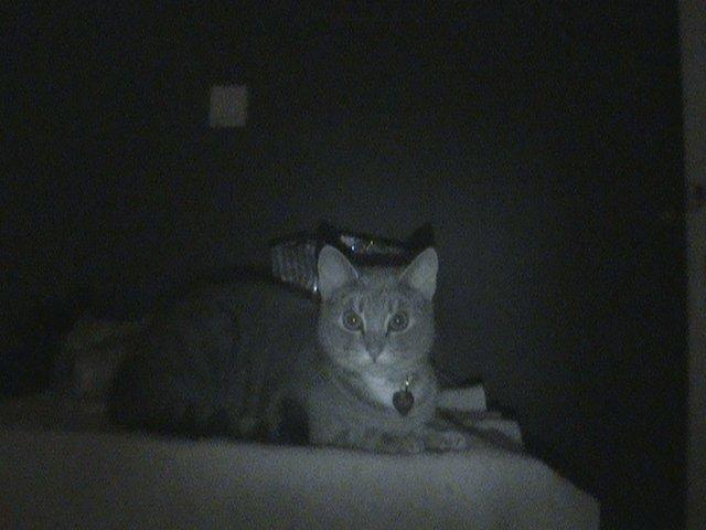 Blanding af racer Kitty billede 16