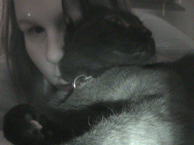 Blanding af racer Hvalborg billede 11