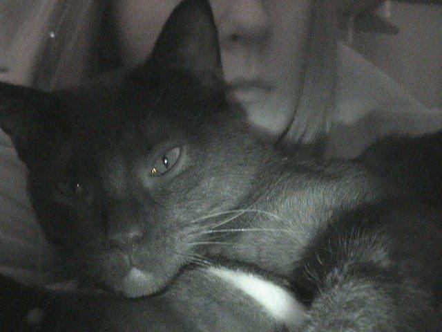 Blanding af racer Hvalborg billede 12