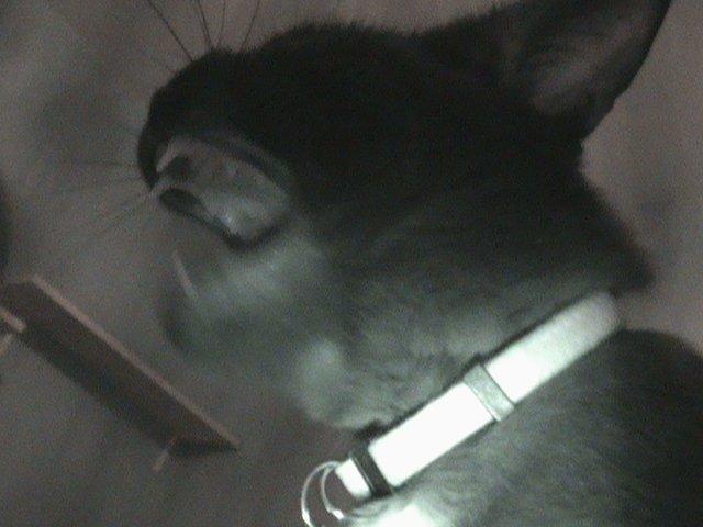 Blanding af racer Hvalborg billede 13