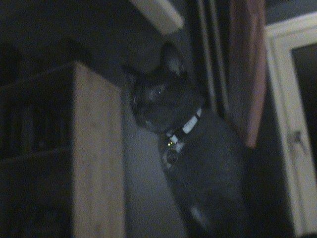 Blanding af racer Hvalborg billede 15