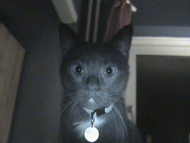 Blanding af racer Hvalborg - En nysgerrig Hvalbor. billede 16