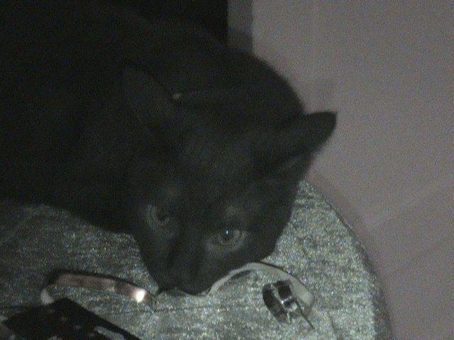 Blanding af racer Hvalborg - Træt efter nytårsfest ;) billede 17