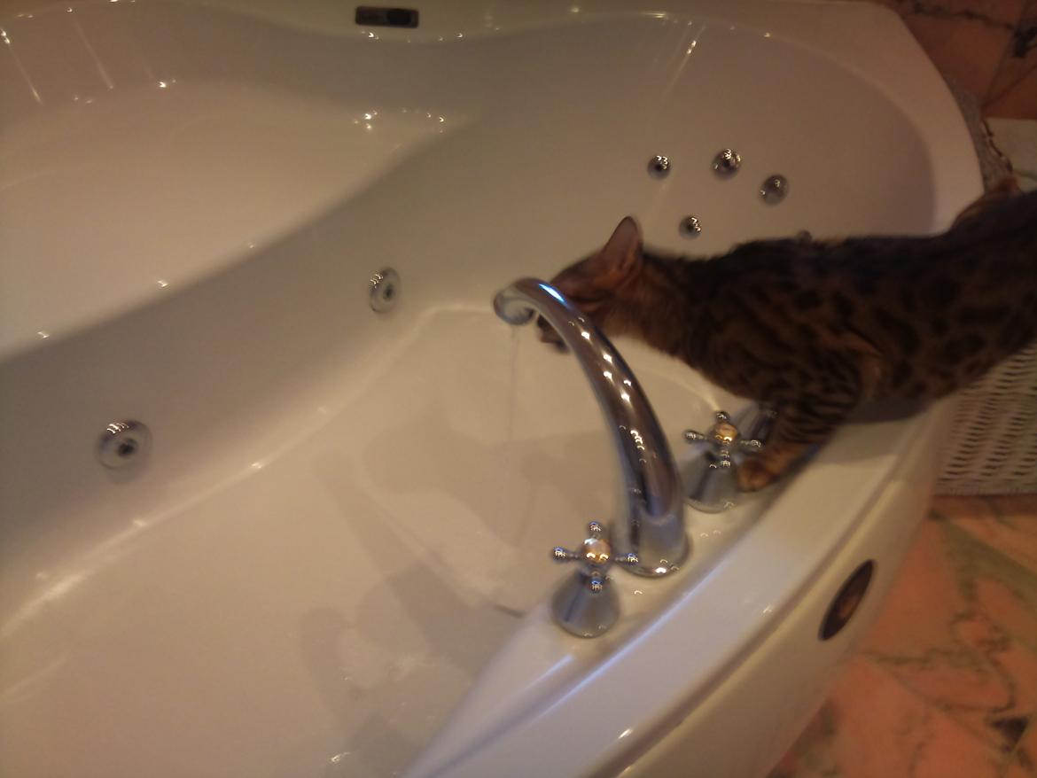 Bengal Lara - der drikkes i badekaret billede 1